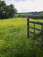 Gate opening into organic annual wildflower meadow containing Anthemis arvensis, Centaurea cyanus, Glebionis segetum, Ammi majus and Papaver rhoeas. Holt Organic Garden.
 