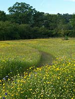 A path cut through organic annual wildflower meadow containing Anthemis arvensis, Centaurea cyanus, Glebionis segetum, Ammi majus and Papaver rhoeas. Holt Organic Garden.