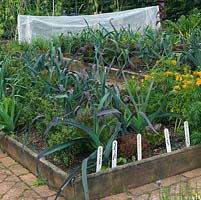 Leek 'St Victor' and lettuces in raised beds, in the kitchen garden at Holt Organic Farm.