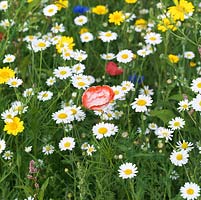 A double flowered field poppy surrounded by corn marigolds and cornflowers, all hardy annual wildflowers.