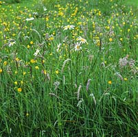 Ancient meadow of grasses and wildflowers - orchids, buttercups, clover, ox-eye daisies, cranesbill. It is mown after the flowers seed, in August.