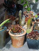 Pots of cacti and succulents.