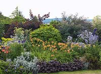 View along border of Hemerocallis Fol de Rol, Campanula Pritchard's Variety, hardy geranium, cardoon, delphinium, tradescantia, heuchera, artemisia, smokebush.
