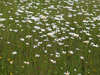 Wildflower meadow of ox-eye daisies - Leucanthemum vulgare