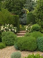 Herb Garden - steps flanked by Rosa 'Buff Beauty', topiary box shape and clumps of sage and rue.