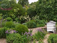 Herb Garden - gravel garden with topiary box shape and beds of sage, ruse, chives, angelica, santolina, lavender, valerian. Beehive. Rosa 'Buff Beauty' by gate