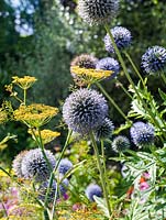 A colourful combination of globe thistles and giant bronze fennel, both tall summer flowering perennials