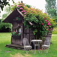 Rustic wooden playhouse with Rosa 'Zephirine Drouhin', a bright pink climbing rose, an old Bourbon.