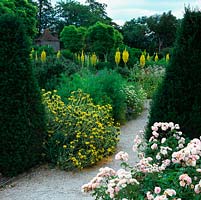 Golden Verbascum Spica has self-seeded throughout herb garden alongside feverfew, fennel and Phlomis fruticosa.