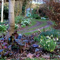 Track lined in clumps of hellebores, box balls, Bergenia Eric Smith, Galanthus plicatus Augustus, St. Annes 