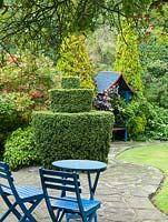 Decades old yew topiary piece, against backdrop of seating arbour clad in Vitis vinifera purpurea and flanked by Thuja orientalis. 