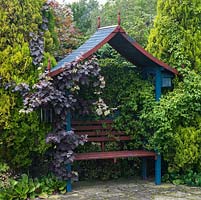 Wooden arbour clad in Vitis vinifera purpurea and flanked by Thuja orientalis.