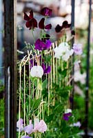Sweetpeas tied with raffia and trained over metal arched frame.