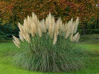 Cortaderia selloana 'Sunningdale Silver', pampas grass, evergreen, ornamental perennial grass with huge silver plumes in autumn.