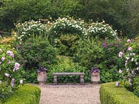 Rose Garden framed by moongate swathed in Rosa City of York. Box-edged beds of roses. Stone seat backed by Alchemilla mollis, flanked by pots of purple heuchera.