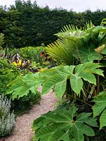 A narrow path running through mixed tropical borders planted with Tetrapanax, Dahlia, Kniphofia and Trachycarpus, with a tall protective hedge behind.