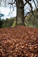 Leaf litter from beech trees in autumn.