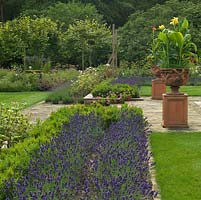 A view across a formal border of Lavandula angustifolia 'Munstead'. Large terracotta plant pots with dramatic Cannas.