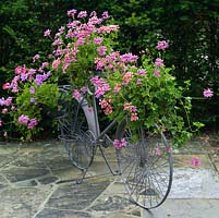 Bright pelargonium containers displayed on an old fashioned bicycle.