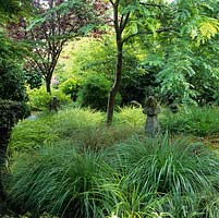 Japanese style garden. Gleditsia triacanthos 'Sunburst' above ornamental grasses - Hakonechloa, carex, imperata, ophiopogon, miscanthus, molinia, pennisetum and stipa.