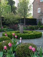 Front garden. View over beds of box balls, berberis, heuchera, sedum,  pink tulips - Beauty Queen, Christmas Marvel, Gabriella, China Pink - to courtyard with sundial, box parterre and Pyrus Chanticleer.