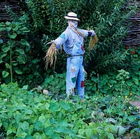 Scarecrow amongst strawberries and kale 