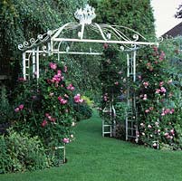 White, metal arbour has Rosa 'Alexandre Girault' trained up. 