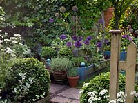 Raised beds of Allium 'Purple Sensation', white lace flower and herbs. Behind, ivy screen and big-leaved Fatsia japonica. Pots of thyme and lavender in 30m x 8m town back garden. 