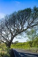 Quercus - Windswept Oak over Road - Gower Wales - May