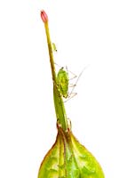 Geranium lucidum - Greenfly on beak of fruit pod