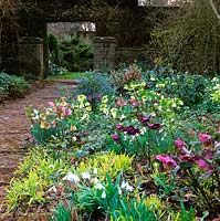 Path leading through opening in dry stone wall is edged in bed of snowdrops - Galanthus, hellebores - Helleborus and Cyclamen coum.