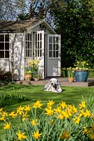 A wooden summerhouse and deck with containers of Narcissus and Liriope muscari. An old english sheep dog, basks on the sunny lawn.