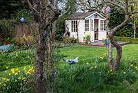 Pretty summerhouse in sunny corner. In the foreground, old apple trees with Clematis macropetala underplanted with naturalised Narcissi