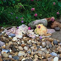Shells and pebbles found by children when beachcombing by seaside adds interest in gravel garden.