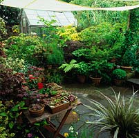 Sail hung above patio collects rainwater. Also shades greenhouse and collection of acers in pots.  Succulents in terracotta pots on table. Arch frames view of gravel garden.