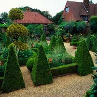 East Ruston Old Vicarage - Dutch Garden. Geometric layout of box pyramids, balls and hedges. Bedding scheme -  dahlias, verbena and ornamental grasses. Topiary - 3 tier Ilex x altaclerensis 'Golden King'.