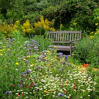 Annual wildflower meadow and wooden bench 