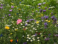 Annual wildflower meadow 