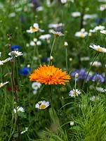 Calendula arvensis, field daisy, stands alone in wildflower meadow, surrounded by corn chamomile, cornflower, phacelia.