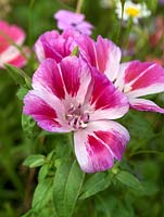 Clarkia amoena, an annual with beautifully marked, pink and white flowers.
