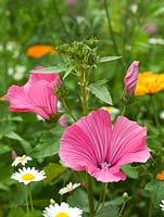 Lavatera trimestris, rose mallow, an annual with pretty, open pink flowers.
