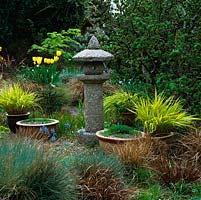 Japanese stone lantern is focal point in gravel bed planted  Festuca glauca, Carex comans, Hakonechloa macra, Corydalis flexuosa, contorted hazel and tulips.