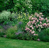 Mixed summer border with Rosa 'Bonica', Cephalaria gigantea, Crambe cordifolia, Anchusa azurea Dropmore, salvia, lavender, delphinium, campanula, viola and cornflower.