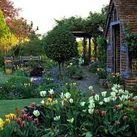 Bed of Tulipa 'Spring Green' and 'Artist', clipped bay by porch of cottage. Pots of Tulipa 'Golden Artist'. Pergola over brick terrace