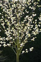 Pyrus calleryana 'Chanticleer' in blossom. Callery pear