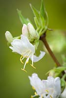 Lonicera fragrantissima. Winter flowering honeysuckle
