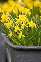 Narcissus 'Tete-a-Tete' in a lead container on the West Terrace in spring