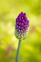 Allium hollandicum 'Purple Sensation' bud