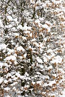 Fagus sylvatica - Beech hedge in snow.