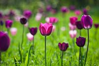 Tulipa 'Atilla', 'Bleu Aimable', 'Gabriella', 'Negritta', 'Queen of Night' and 'Recreado' growing in grass